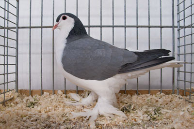 Lahore blau ohne Binden